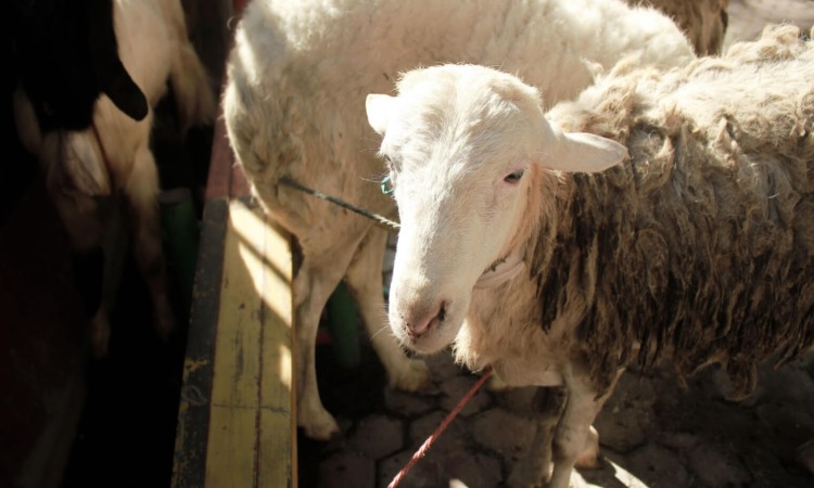 Kurban jamaah haji, Sumber: googleusercontent.com