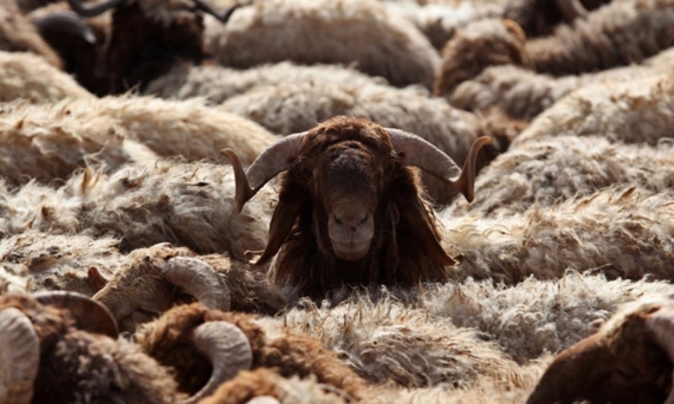 Menyembelih kambing sebagai denda melanggar aturan haji, Sumber: islamicity.org